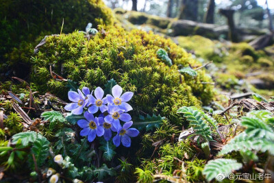 苣叶报春
#昆明野花# 轿子山是离昆明最近的四千米级高山，有不少比较典型的高山类群，景观也很不错。或许因为小年的原因，今年的杜鹃开得很不好，有些遗憾。
