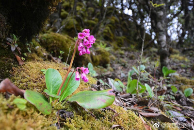 岩白菜
#昆明野花# 轿子山是离昆明最近的四千米级高山，有不少比较典型的高山类群，景观也很不错。或许因为小年的原因，今年的杜鹃开得很不好，有些遗憾。