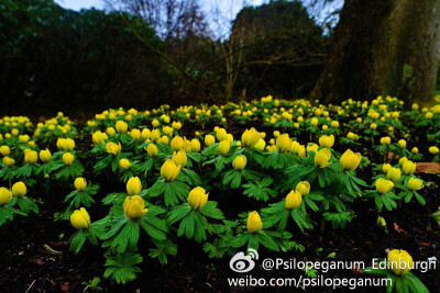 #爱丁堡植物园的日常# 兔葵属 Eranthis hyemalis，不知道是不是叫喜马拉雅兔葵，感觉比国内那些弱柳扶风气质的兔葵好看。