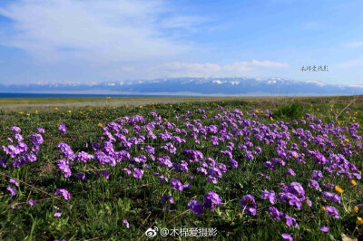 #中国本土植物##你好植物# 天山报春，盛开起来铺天盖地，雪山草原鲜花，大新疆的美就是这样无与伦比的大气