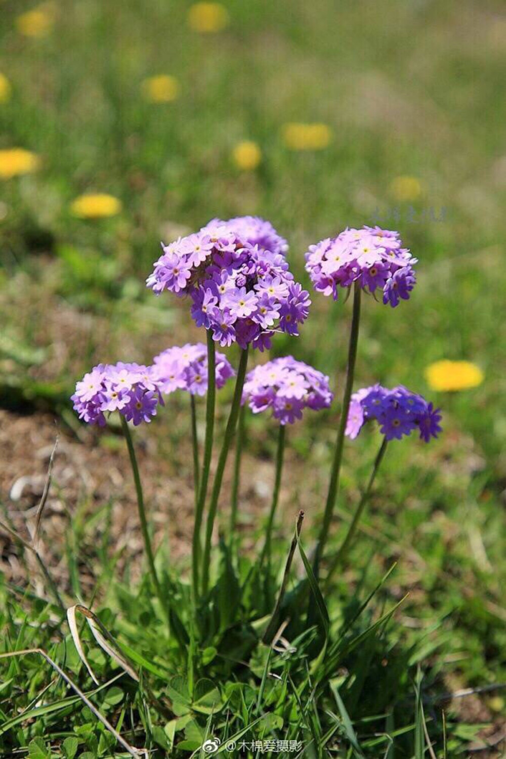 #中国本土植物##你好植物# 天山报春，盛开起来铺天盖地，雪山草原鲜花，大新疆的美就是这样无与伦比的大气