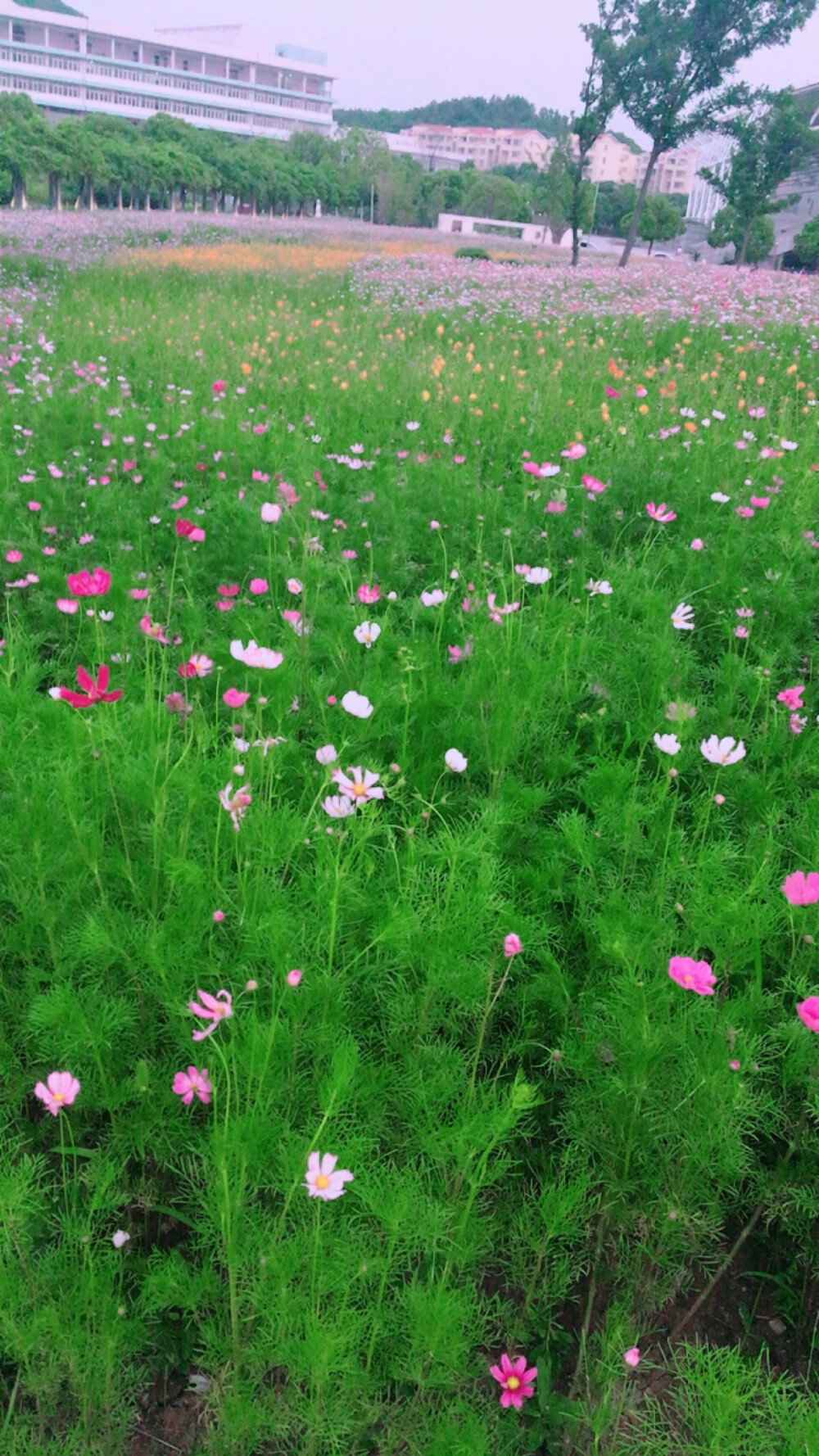 格桑花