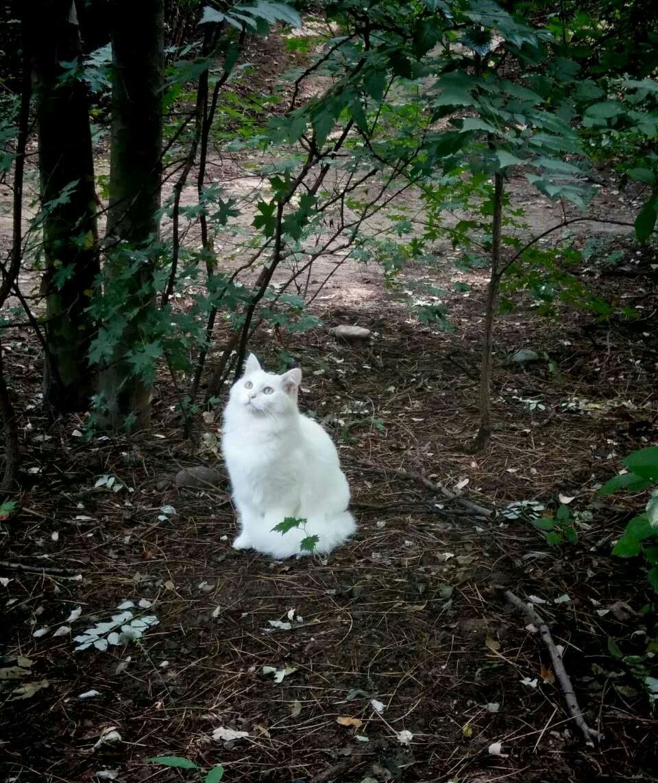 很久以前在学校偶遇自带圣光的猫，园子里有很多猫，只有它只见过一次。