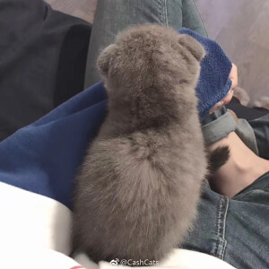 喵星人