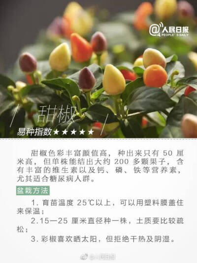 甜椒种植