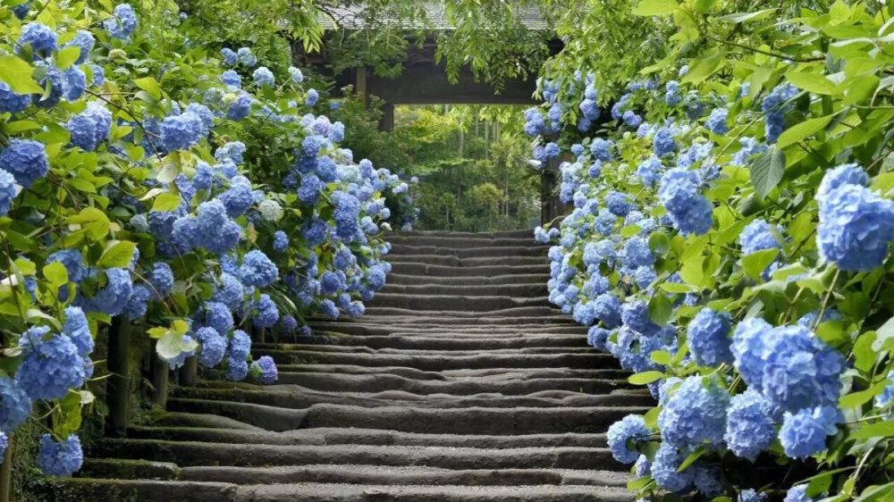 神社與紫陽花相伴
神秘神圣而清幽