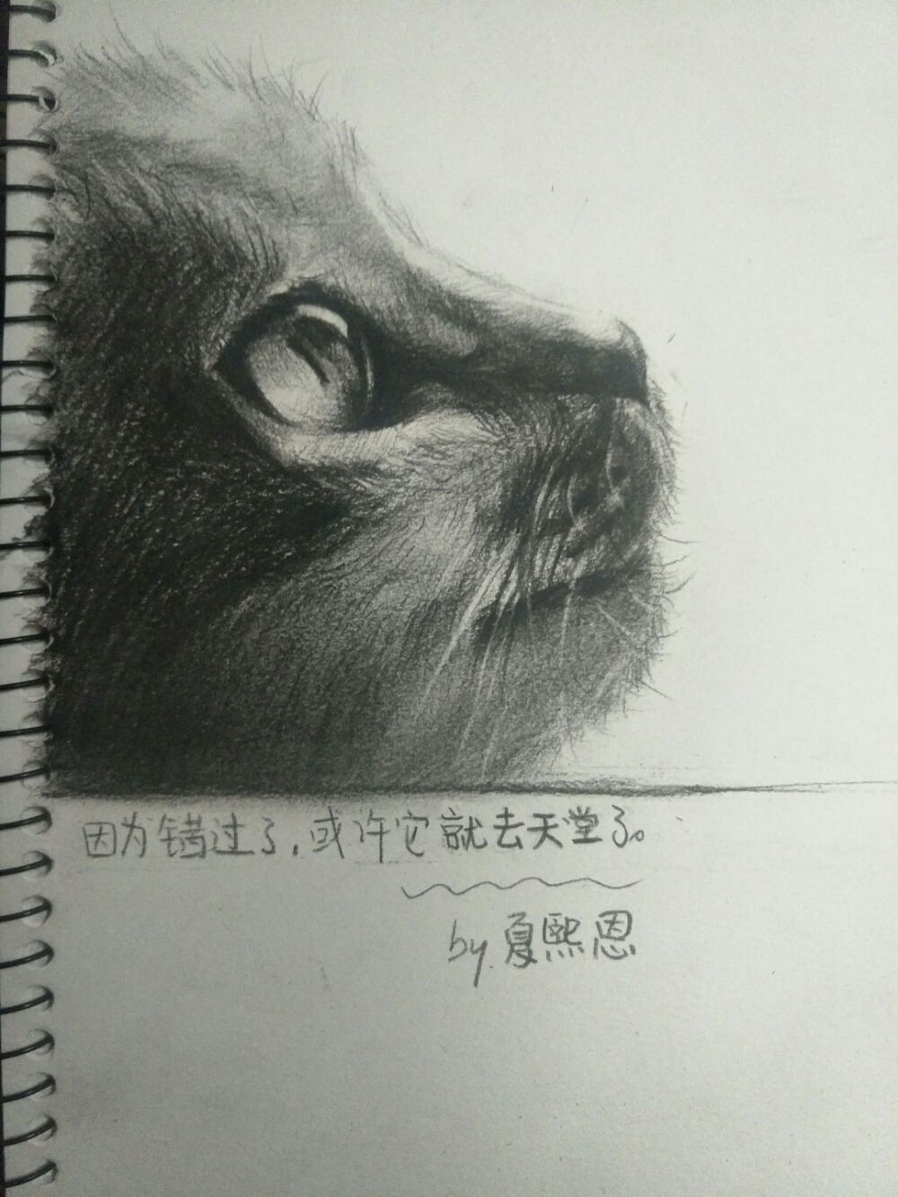 猫咪 素描