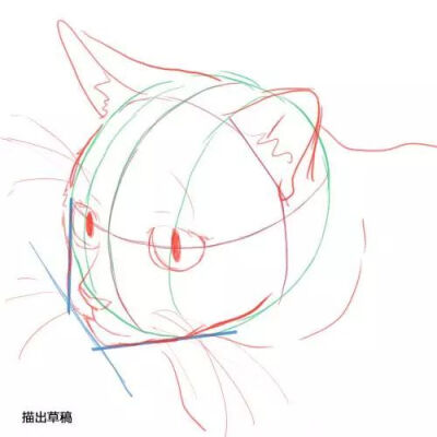 【绘画教程】怎样画好一只猫？