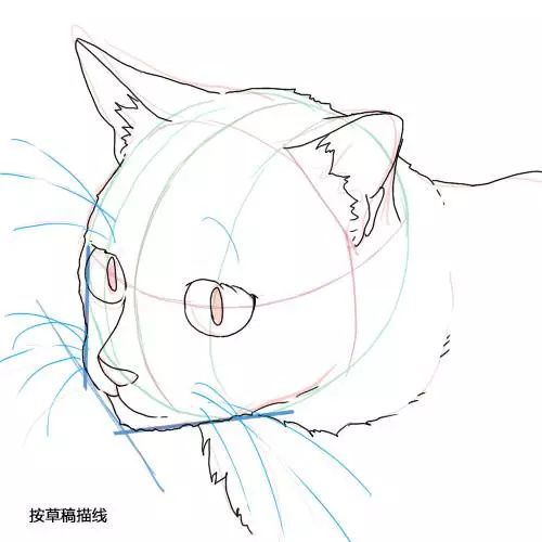 【绘画教程】怎样画好一只猫？