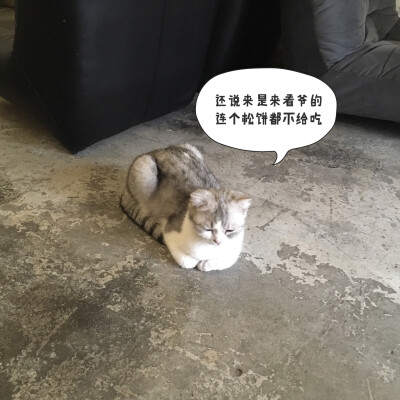 猫咖啡