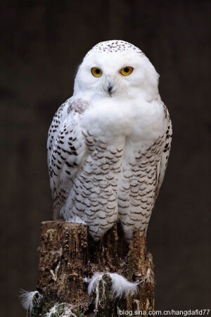 雪鸮（学名：Bubo scandiaca）是鸱鸮科的一种大型猫头鹰，羽色非常美丽，通体为雪白色，也有的时候布满暗色的横斑。