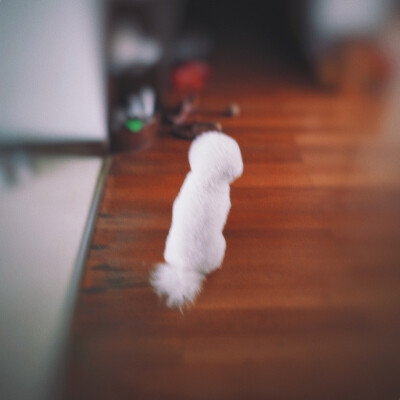 狗点点等妈妈回家的样子