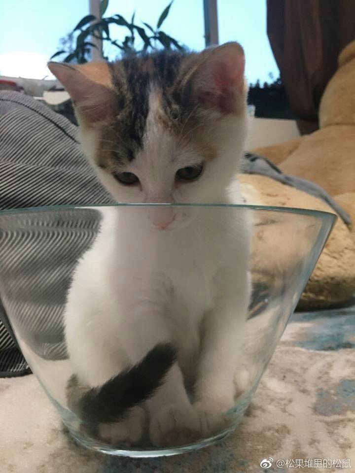 cup cat