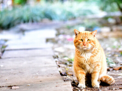 流浪的小生命之咖啡猫