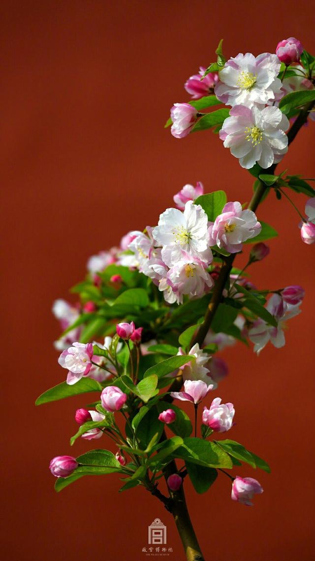 海棠花 - 堆糖,美图壁纸兴趣社区