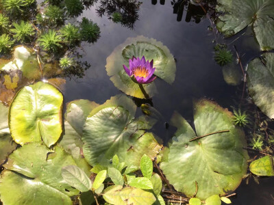 校园一角 那些花儿 莲花