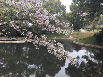 校园一角 那些花儿 樱花