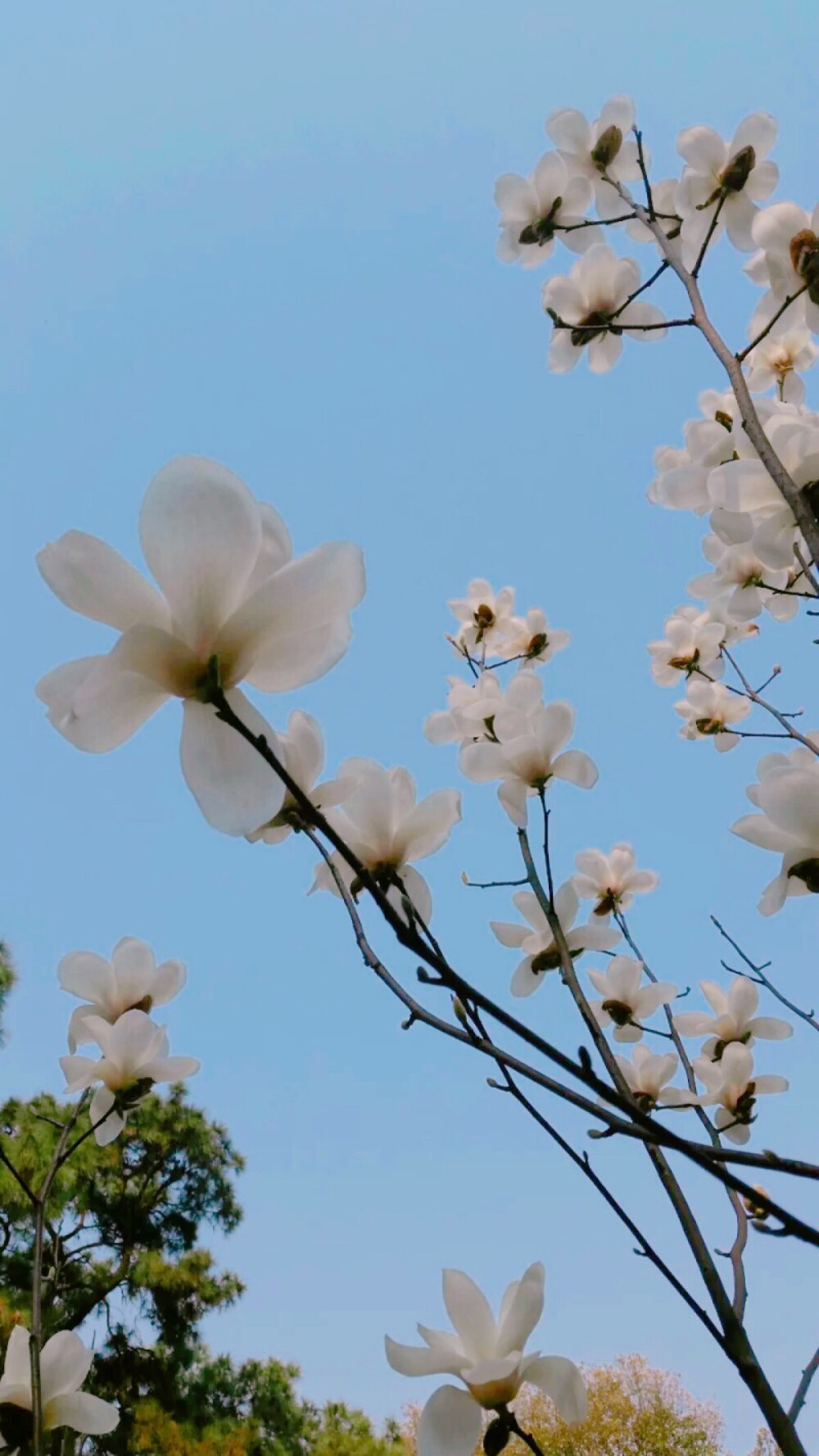 校园一角 那些花儿