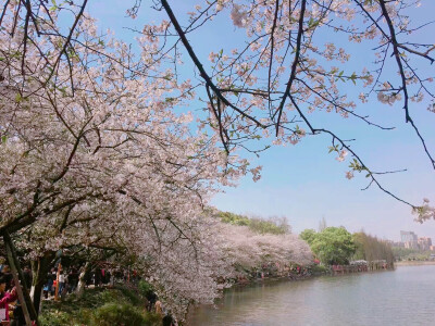 樱花 湖南省植物园