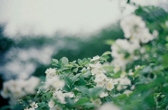 “夏夜光景说来如做梦。大家饭后坐在院中心歇凉，挥摇蒲扇，看天上的星同星角的萤，听南瓜棚上纺织娘咯咯拖长声音纺车，远近声音繁密如落雨，禾花风翛翛吹到脸上，正是让人在各种方便中说笑话的时候。”