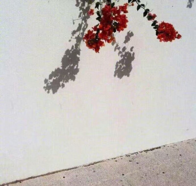 背景图 花