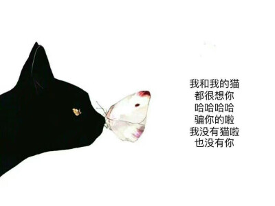 我和我的猫