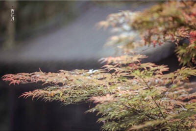 江南三月雨微茫
