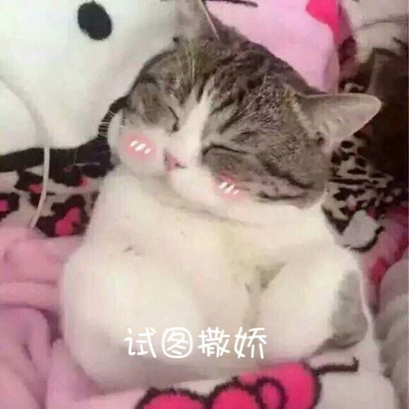 猫猫 撒娇