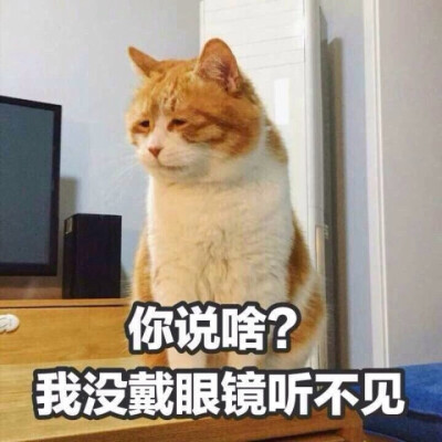 猫猫 听不见