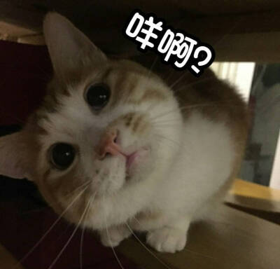 猫猫 无辜