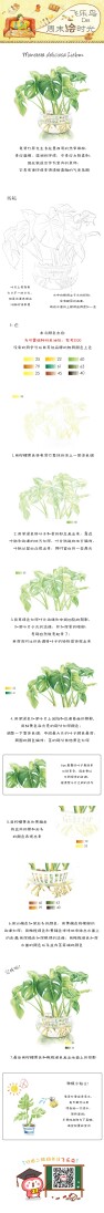 #飞乐鸟的周末绘时光# 2017绿植界的时尚弄潮儿是谁？龟背竹当之无愧好嘛！