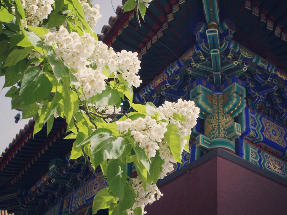 古建筑 雍和宫 寺庙 禅院 喇嘛 禅意 古风 中国风 花