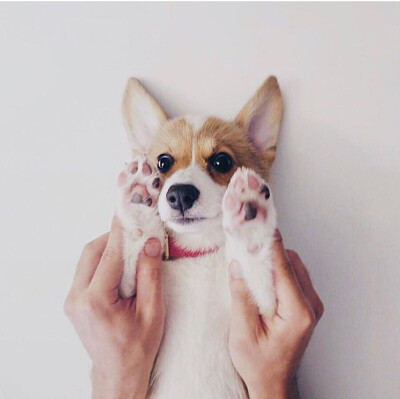 投降吧