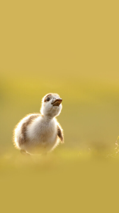 duckling