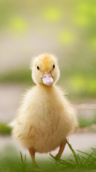 duckling