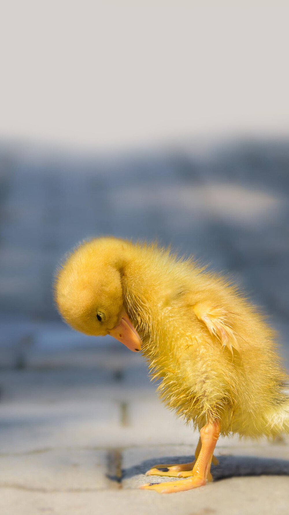 duckling