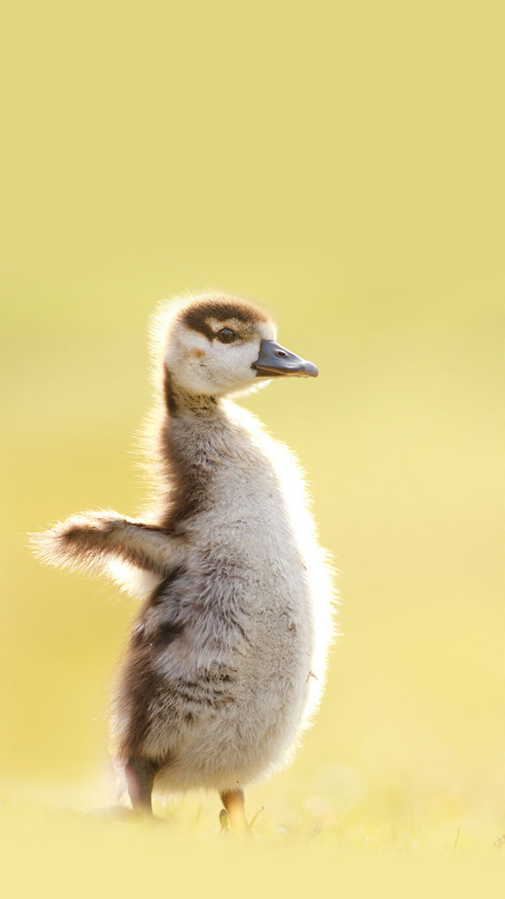 duckling