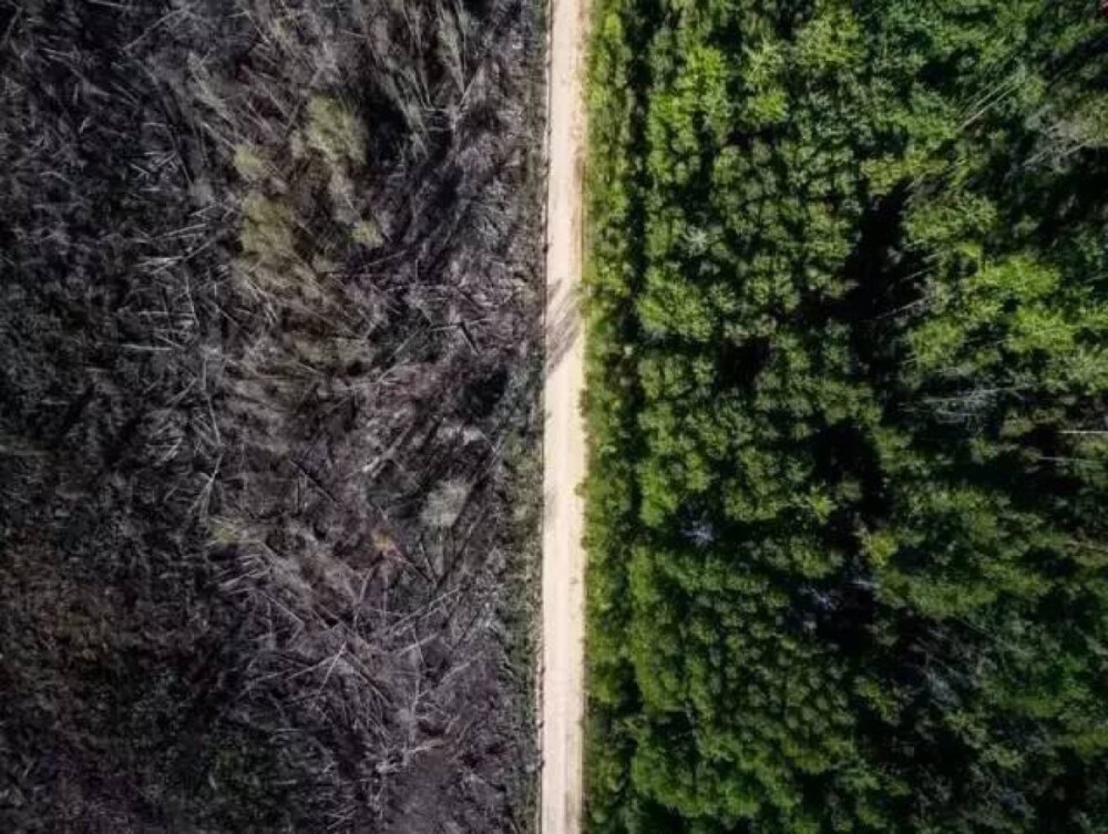 一条阻止火灾蔓延的路
一边是死亡，一边是生机