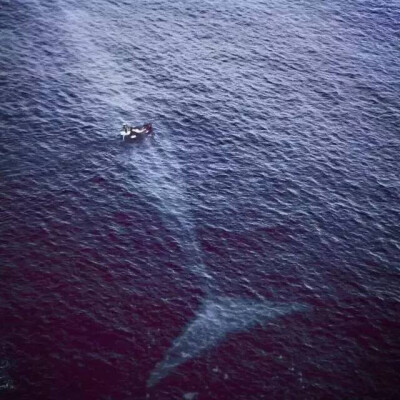 风平浪静的水面下
死亡的气息已经慢慢临近