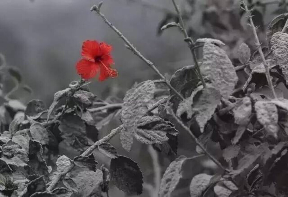 火山喷发后
苏门答腊岛上开放的鲜花
生命有时就是这么顽强