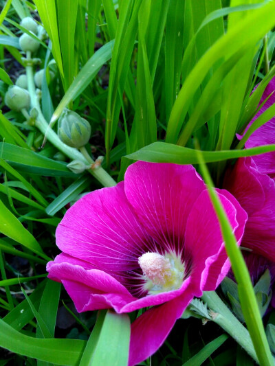 小区里的花