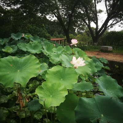 觉得湿地公园植物安排的真的好棒呜呜呜漂亮哭