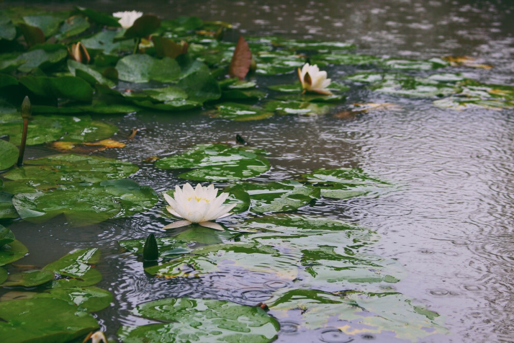 公子，外头雨大，进屋避一避雨吧！