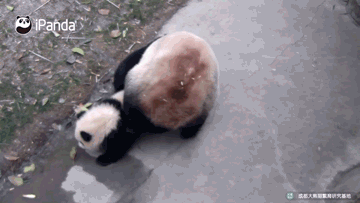 #喜喜哈哈# 终于明白熊猫为什么那么少了。实力坑娃还是熊猫强！图 via iPanda熊猫频道 ​​​​