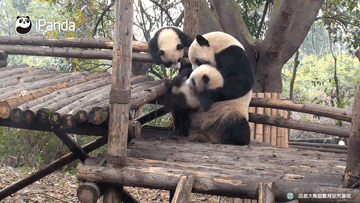 #喜喜哈哈# 终于明白熊猫为什么那么少了。实力坑娃还是熊猫强！图 via iPanda熊猫频道 ​​​​