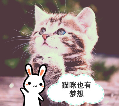 又抓到一只猫。