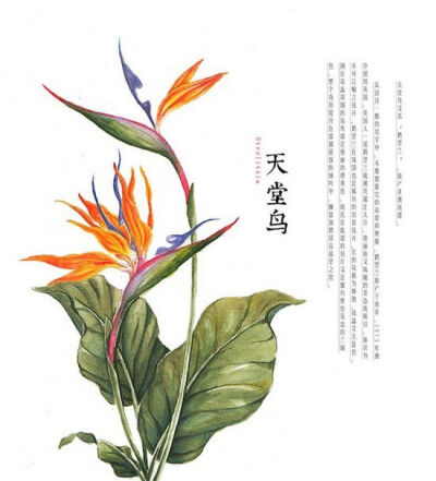 天堂鸟(Strelizia)：又名“鹤望兰”，原产非洲南部。从这诗一般的名字中，不难想象它的高贵和典雅。鹤望兰1973年被介绍到英国，英国人一见鹤望兰就被其端庄大方、艳丽而又妩媚的姿态所吸引，称其为不可言喻之花卉。…