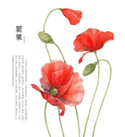 罂粟(Poppy)：《本草》言他功极繁茂，三四月抽花茎，结青苞，花开则苞脱，大如爷盏，罂在花中，须蕊裹之。花大而艳丽，有大红、桃红、红紫、纯紫、纯白色，一种而具数色。