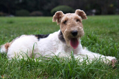 は蛋｜刚毛猎狐梗｜此犬曾担任军犬