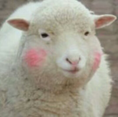 小绵羊